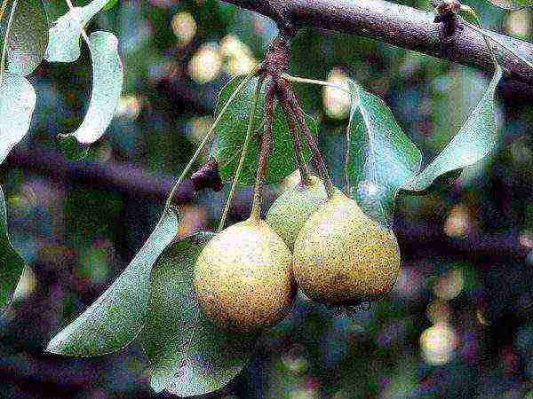 Wild pear fruits have excellent medicinal properties