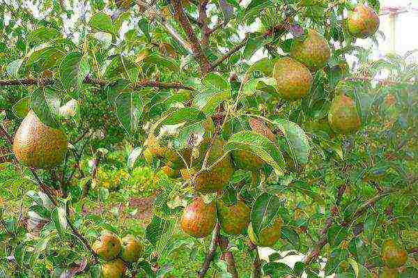 pear varieties are good