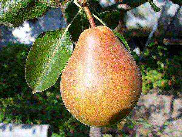 pear varieties are good