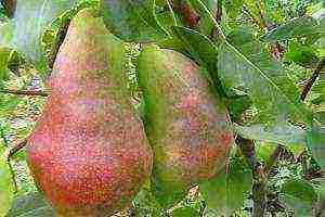 pear varieties are good