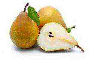 pear varieties are good