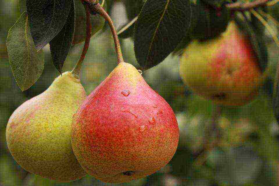 pear varieties are good