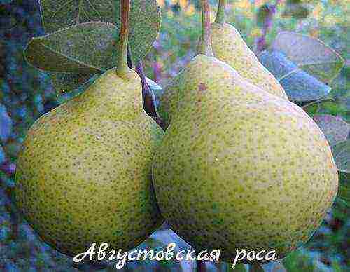 pear varieties are good