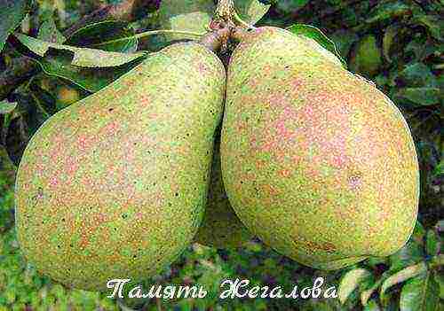 pear varieties are good