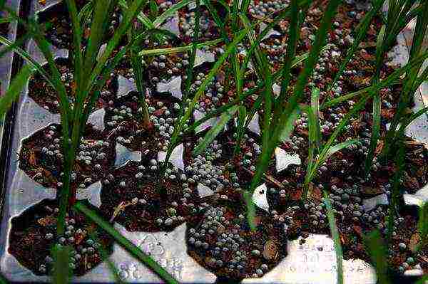 hemerokallis daylilies planting and care in the open field