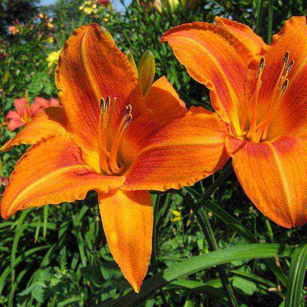 hemerokallis daylilies planting and care in the open field