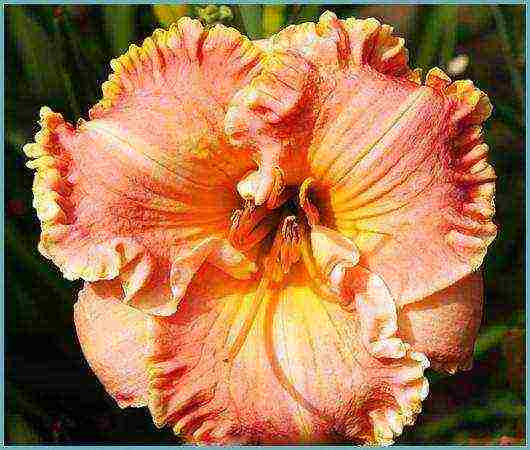 hemerokallis daylily na pagtatanim at pangangalaga sa bukas na bukid