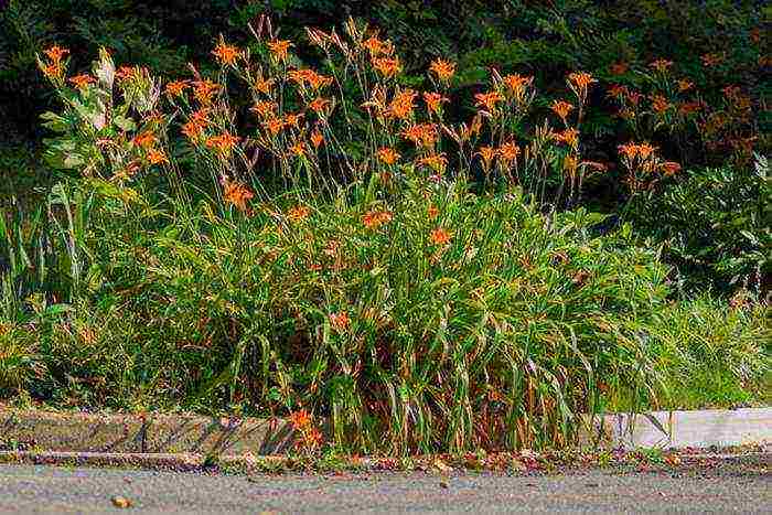 hemerocallis daylilies planting and care in the open field