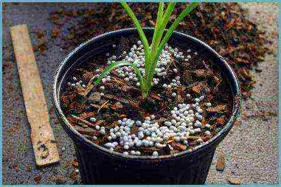 hemerokallis daylilies planting and care in the open field