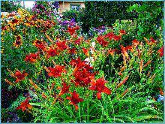 hemerocallis daylilies planting and care in the open field