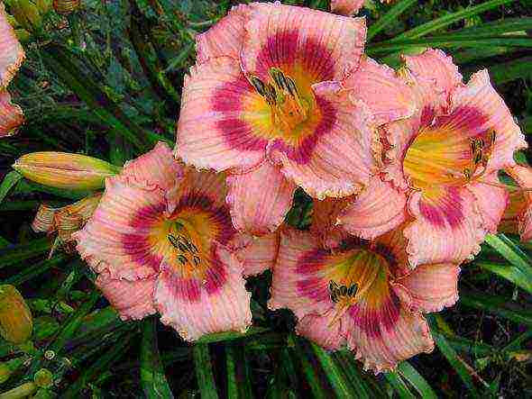 hemerocallis daylily na pagtatanim at pangangalaga sa bukas na bukid