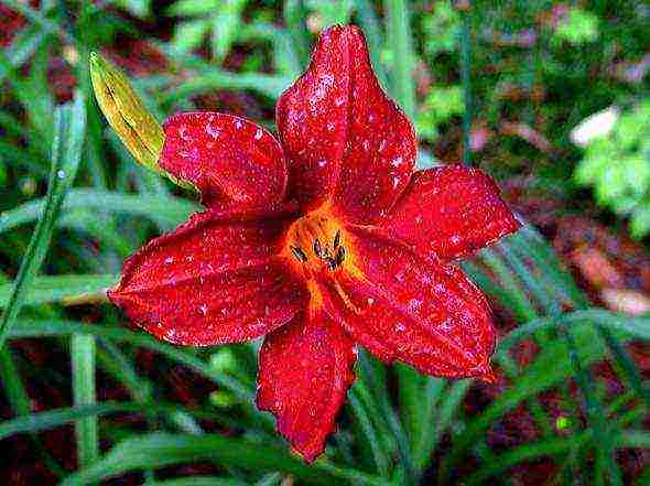 hemerocallis daylilies planting and care in the open field