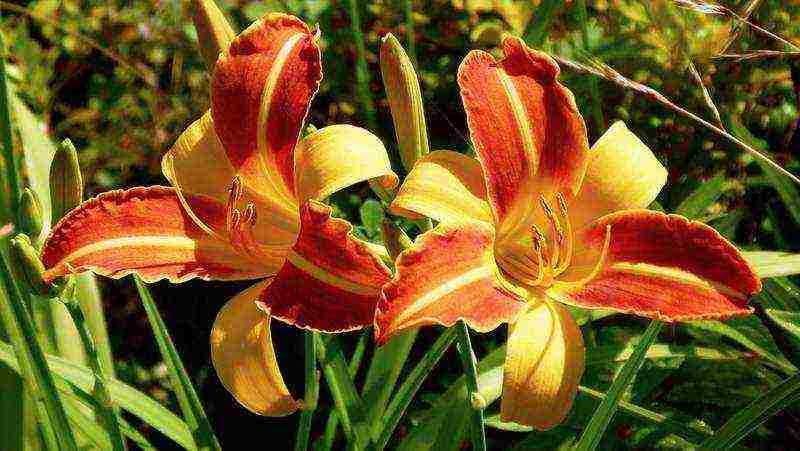 hemerokallis daylily na pagtatanim at pangangalaga sa bukas na bukid