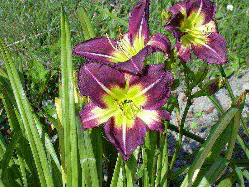 hemerokallis daylily na pagtatanim at pangangalaga sa bukas na bukid