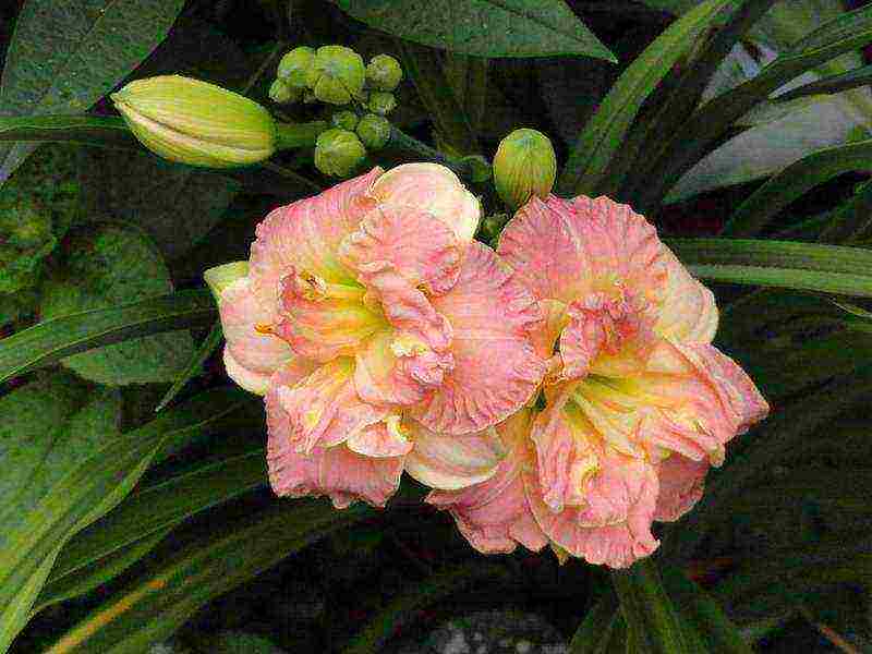 hemerokallis daylilies planting and care in the open field