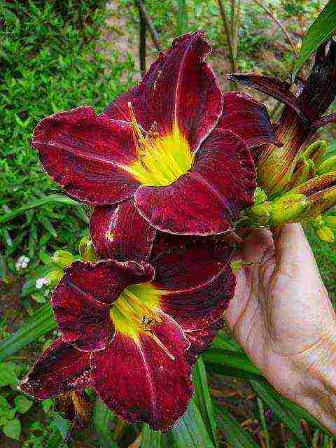 hemerocallis daylily na pagtatanim at pangangalaga sa bukas na bukid