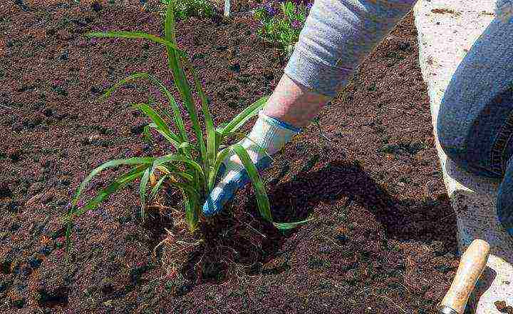 hemerokallis daylilies planting and care in the open field