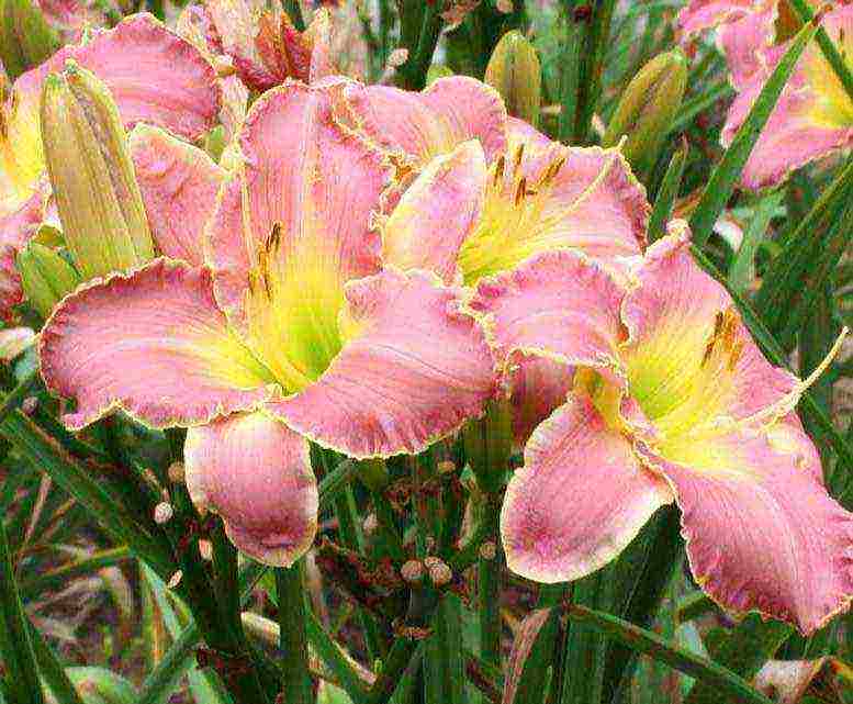 hemerokallis daylily na pagtatanim at pangangalaga sa bukas na bukid