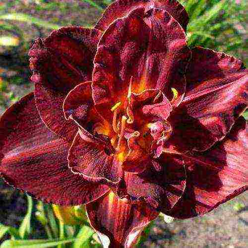 hemerocallis daylily na pagtatanim at pangangalaga sa bukas na bukid