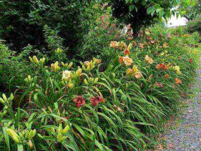 hemerocallis daylily na pagtatanim at pangangalaga sa bukas na bukid