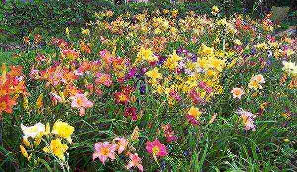 hemerocallis daylily na pagtatanim at pangangalaga sa bukas na bukid