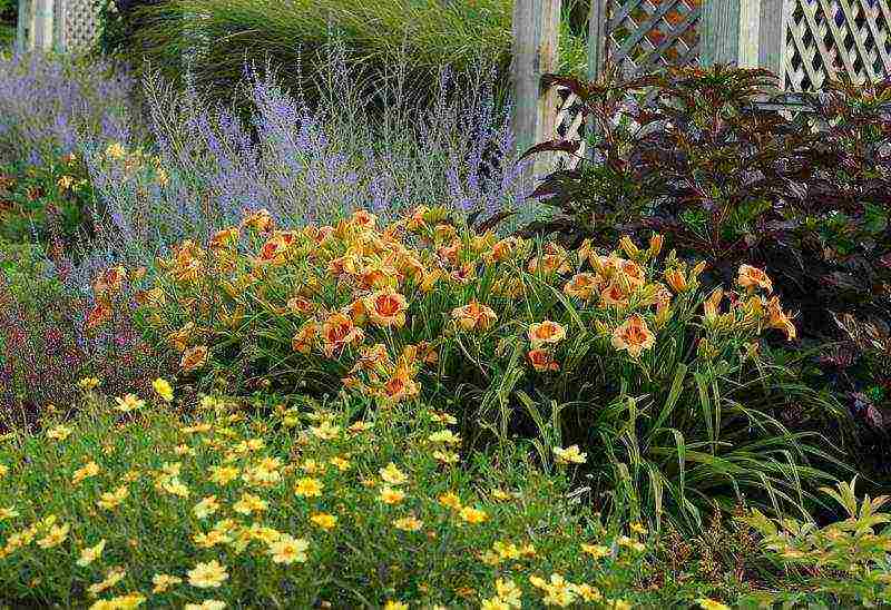 hemerocallis daylily na pagtatanim at pangangalaga sa bukas na bukid