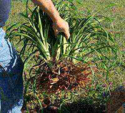 hemerokallis daylilies planting and care in the open field