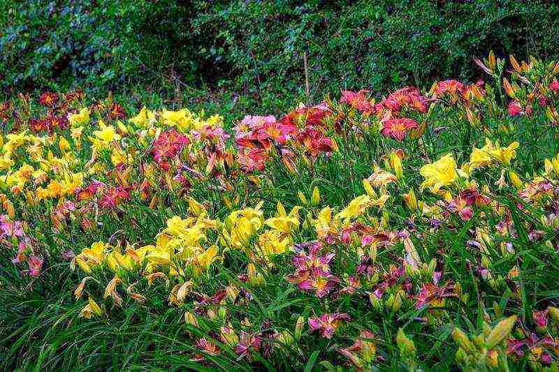 hemerocallis daylily na pagtatanim at pangangalaga sa bukas na bukid