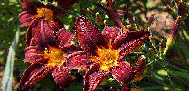 hemerokallis daylilies planting and care in the open field