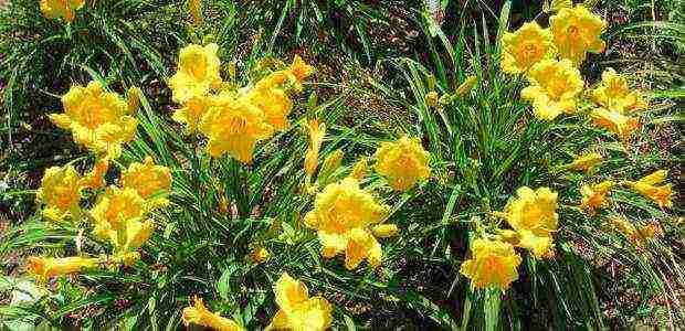 hemerokallis daylilies planting and care in the open field