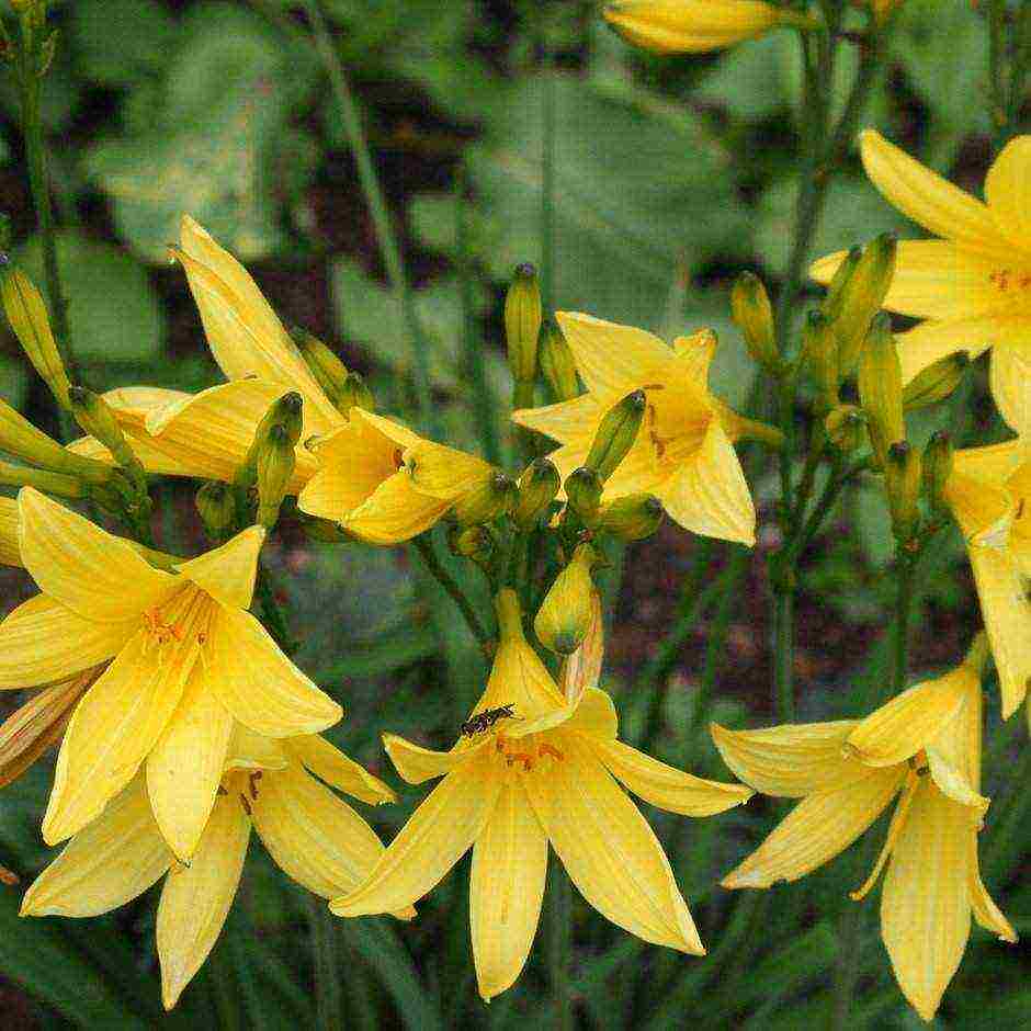 hemerokallis daylily na pagtatanim at pangangalaga sa bukas na bukid