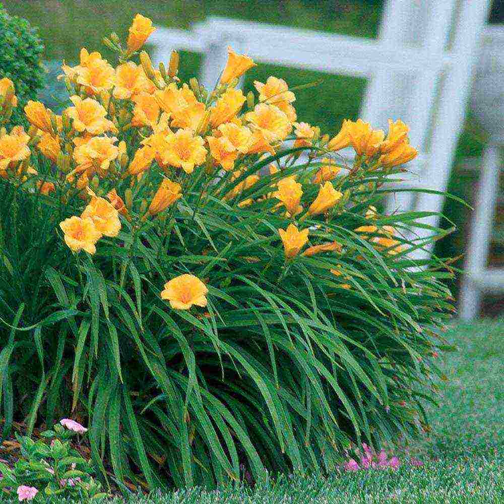 hemerokallis daylily na pagtatanim at pangangalaga sa bukas na bukid