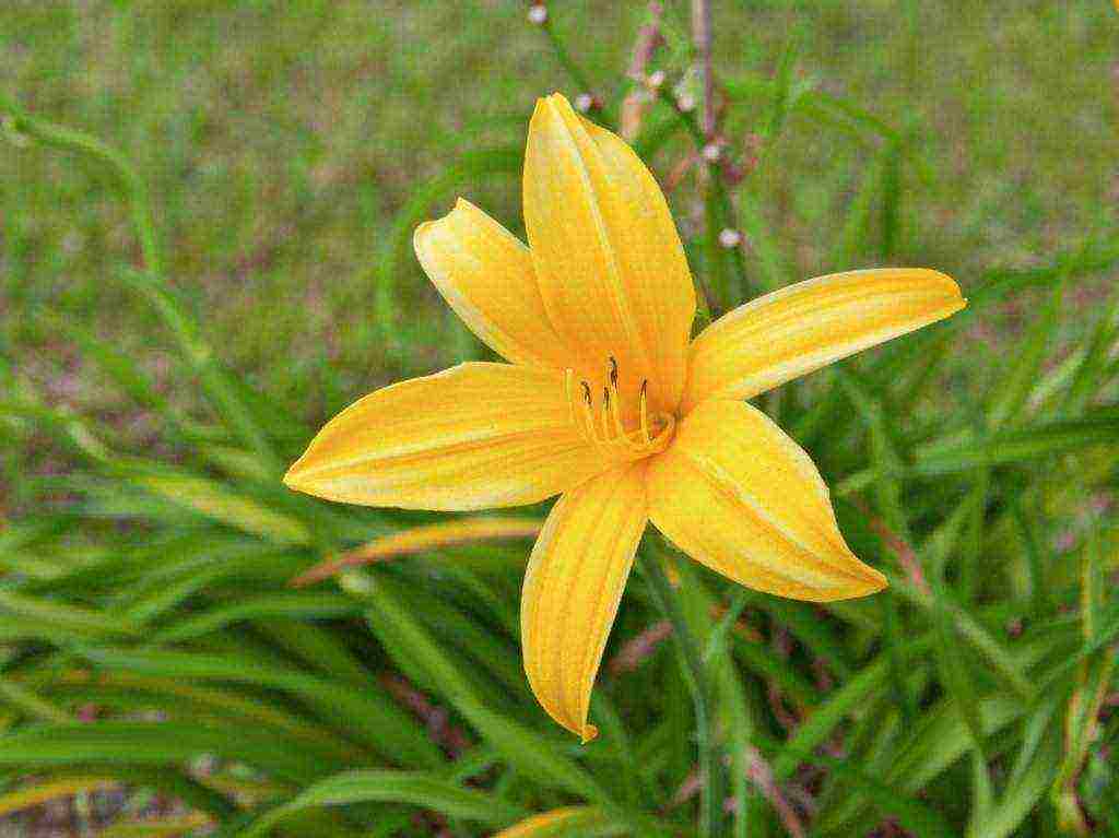 hemerokallis daylily na pagtatanim at pangangalaga sa bukas na bukid