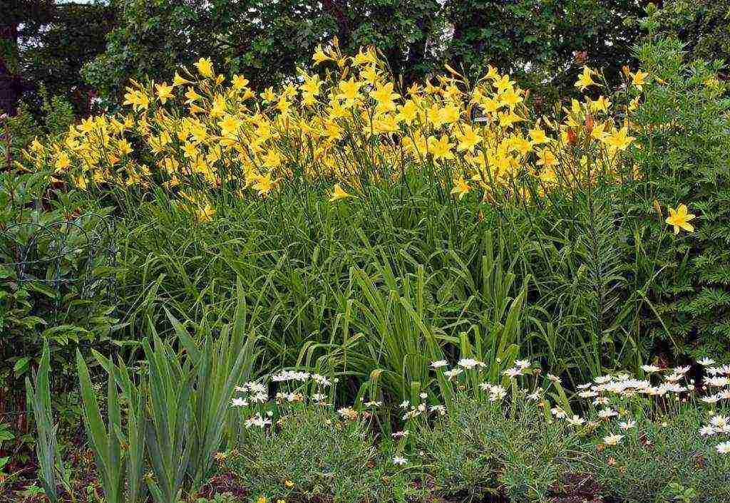 hemerokallis daylily na pagtatanim at pangangalaga sa bukas na bukid