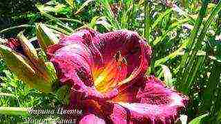 hemerokallis daylilies planting and care in the open field