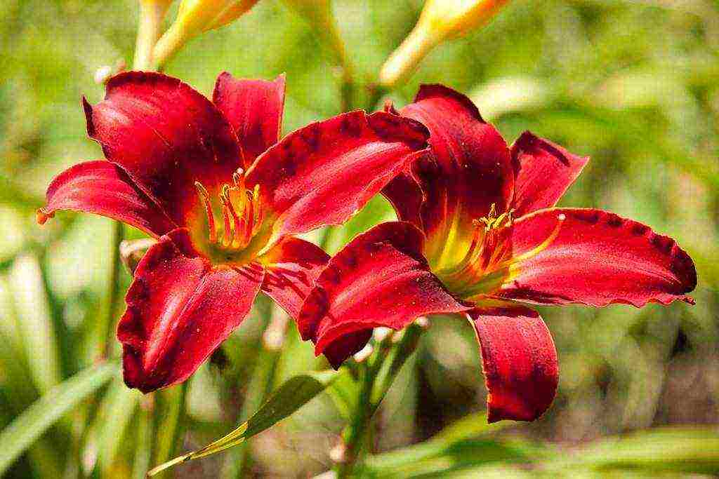 hemerokallis daylily na pagtatanim at pangangalaga sa bukas na bukid