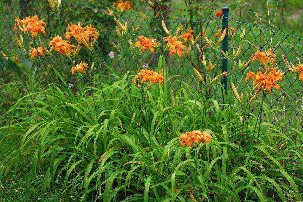 hemerokallis daylilies planting and care in the open field