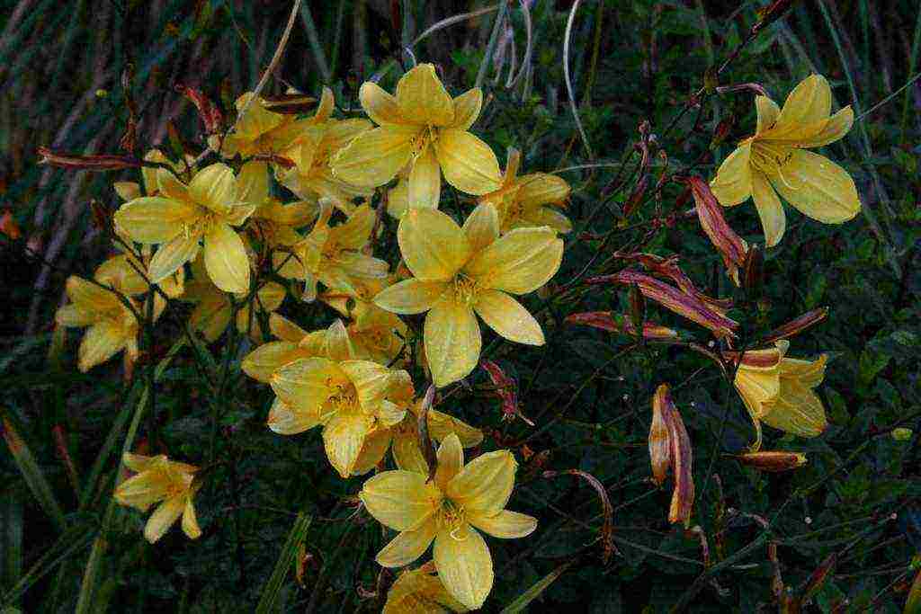 hemerokallis daylily na pagtatanim at pangangalaga sa bukas na bukid