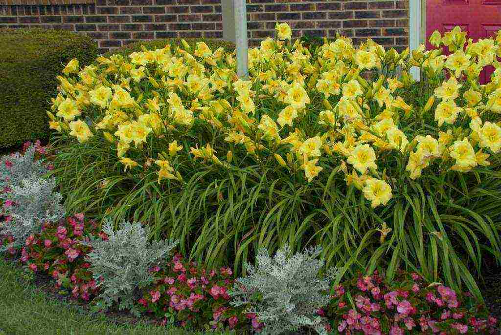 hemerokallis daylilies planting and care in the open field