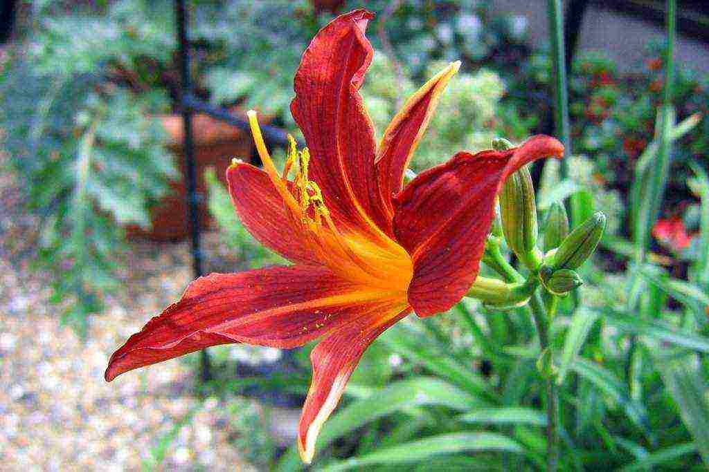 hemerokallis daylily na pagtatanim at pangangalaga sa bukas na bukid