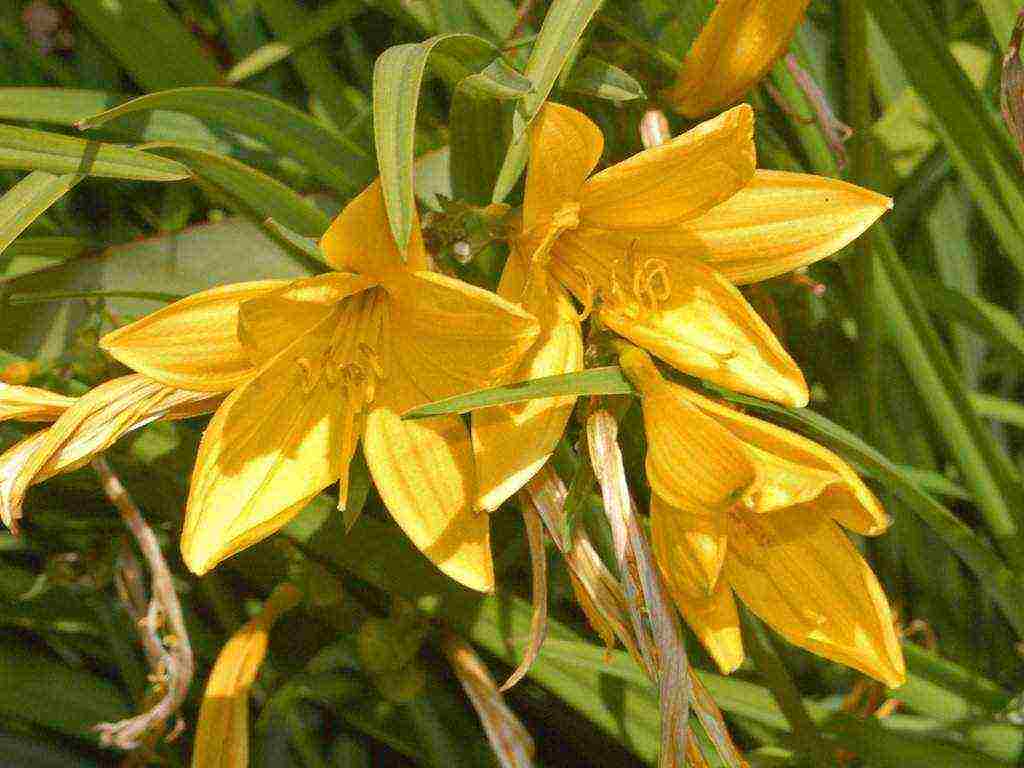 hemerokallis daylilies planting and care in the open field