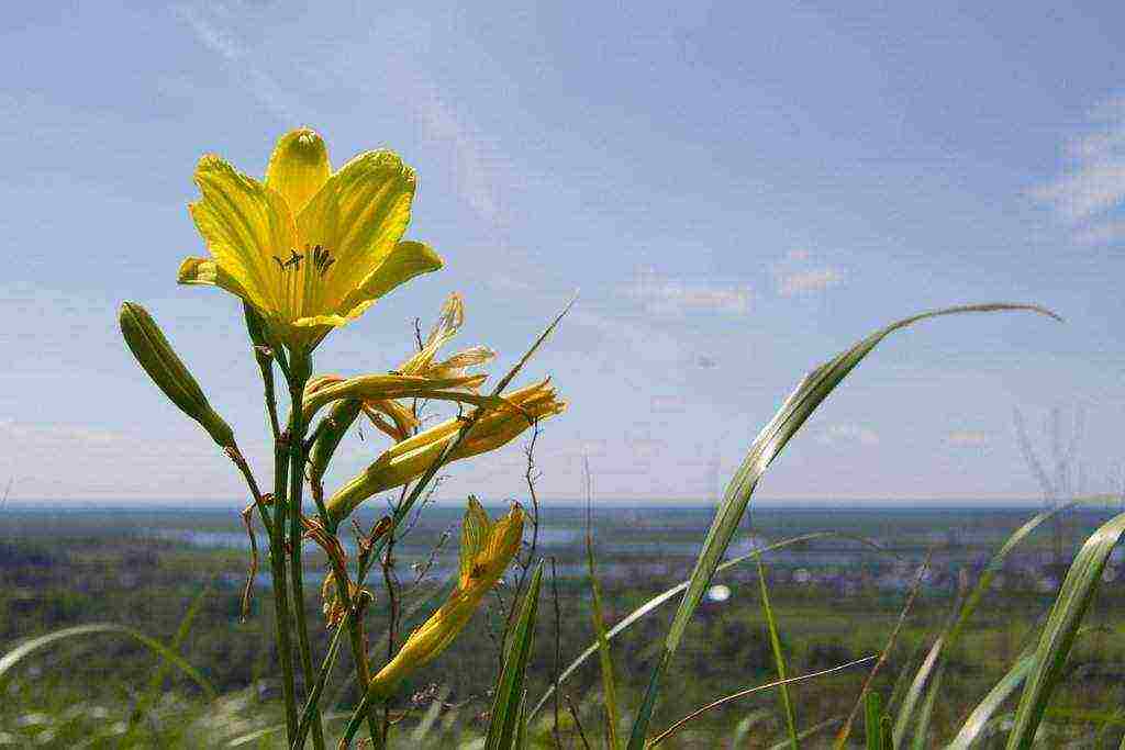 hemerokallis daylily na pagtatanim at pangangalaga sa bukas na bukid