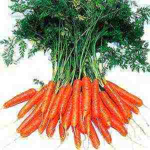 good varieties of carrots