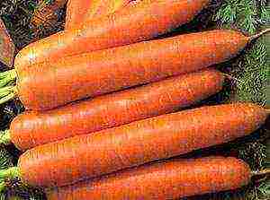 good varieties of carrots