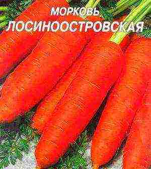 good varieties of carrots