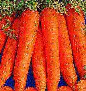 good varieties of carrots