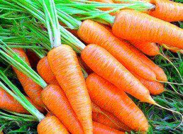 good varieties of carrots