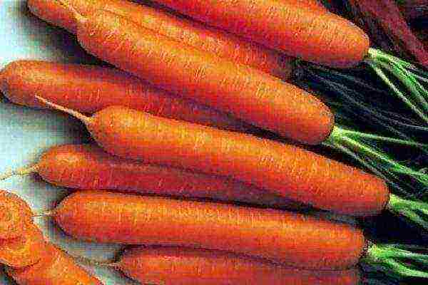 good varieties of carrots