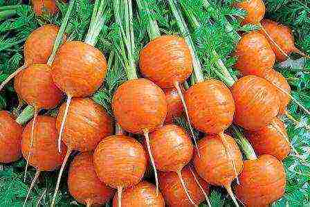 good varieties of carrots