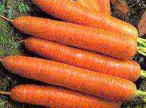 good varieties of carrots